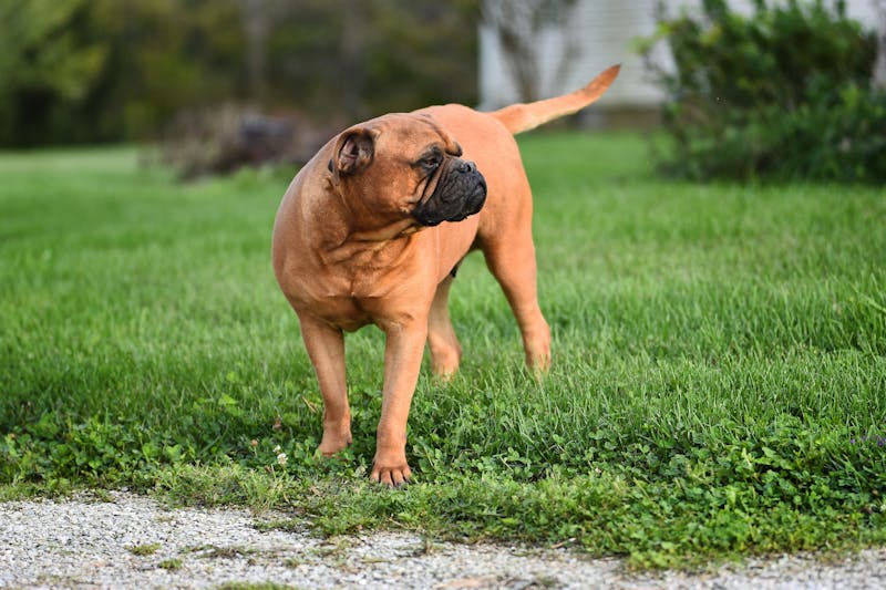 Bolt Makanan Anjing