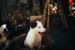 Makanan Anjing Shih Tzu Umur 2 Bulan