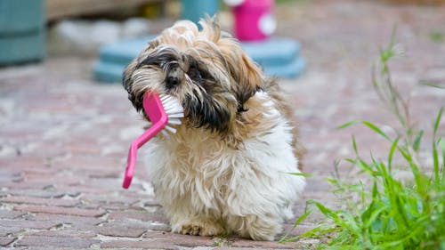 Makanan Anjing Untuk Kulit Sensitif