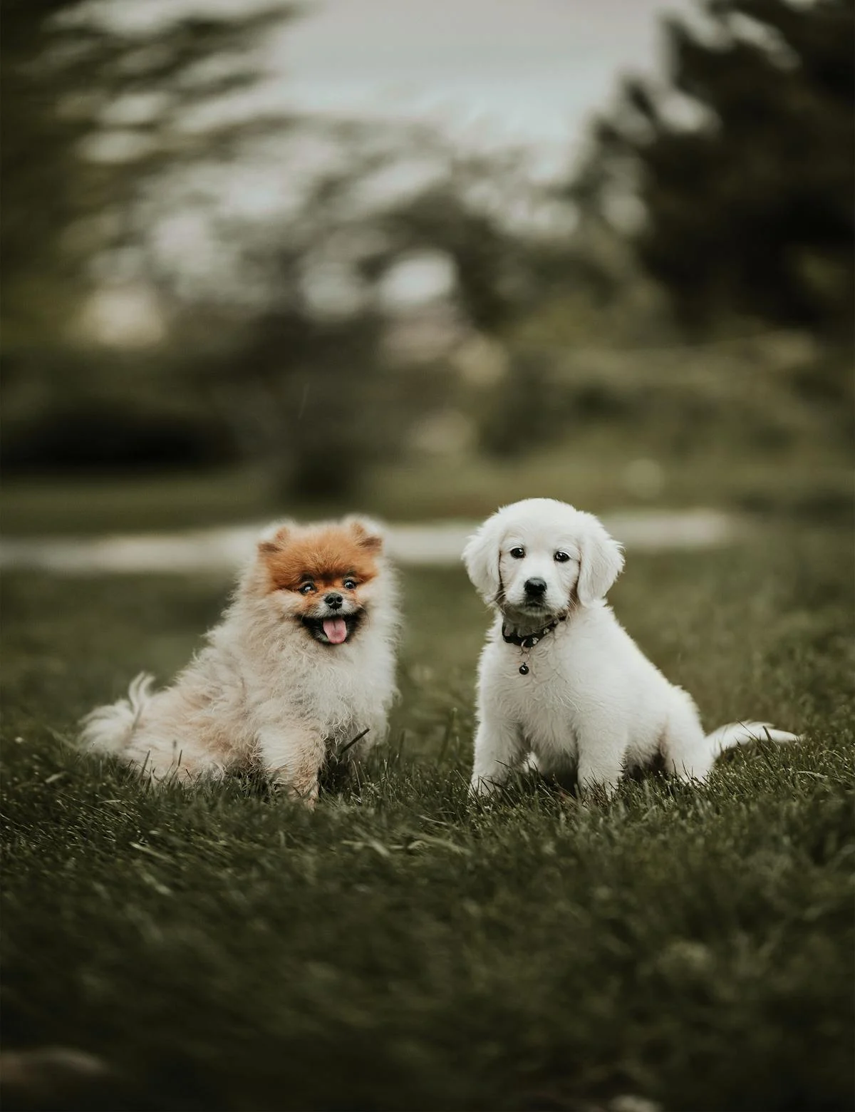 Perawatan Anjing Beagle