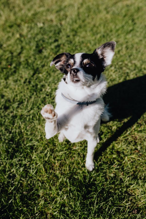 free-photo-of-funny-dog-running-on-the-grass_005.jpeg