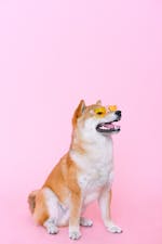 Makanan Anjing Petopia
