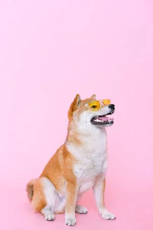 Dog Food Anjing