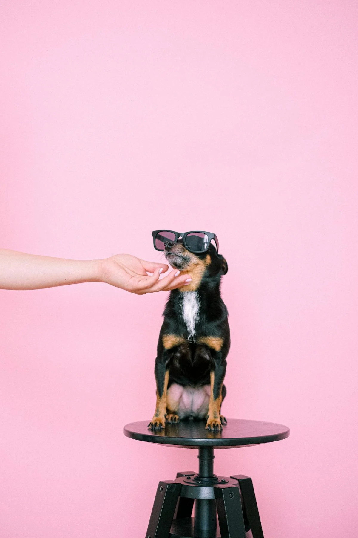 Makanan Anjing Science Diet