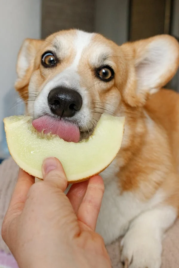 Makanan Anjing Alami