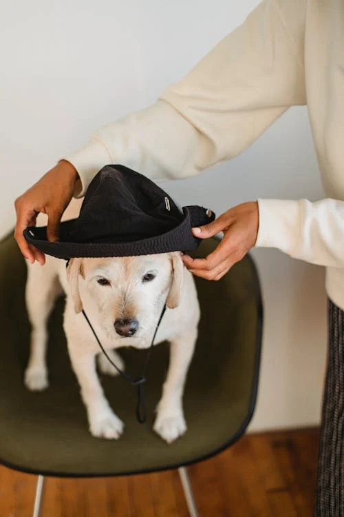 Perawatan Anjing Beagle