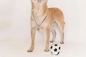 Royal Canin Yang Bikin Gemuk